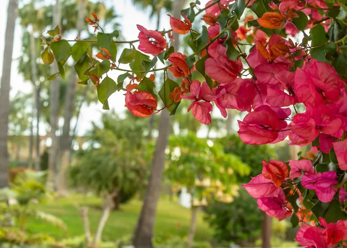 Rabat 8 Oasis * Nerja