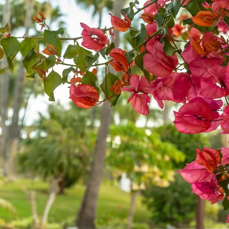 Rabat 8 Oasis * Nerja